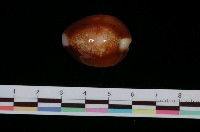 藏品(雪山寶螺)的圖片